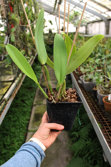 Cattleya warneri integra 'Evandro Perini' x Cattleya warneri inegra-orlata-pincelada 'Leonor'.jpg