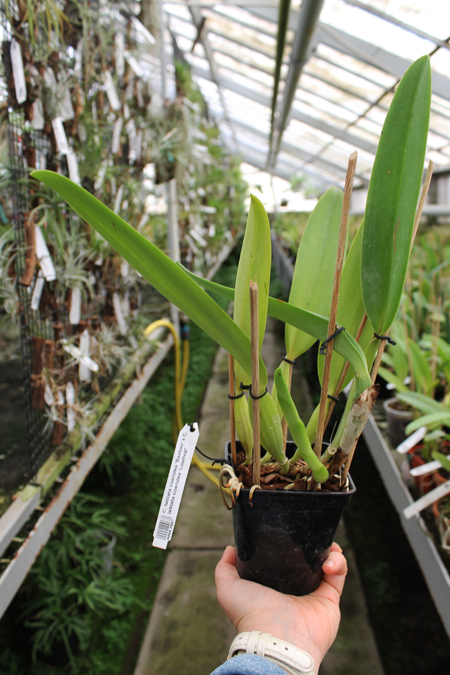 Cattleya labiata coerulea 'Bastiao' x Cattleya labiata coerulea 'Lourival'.jpg