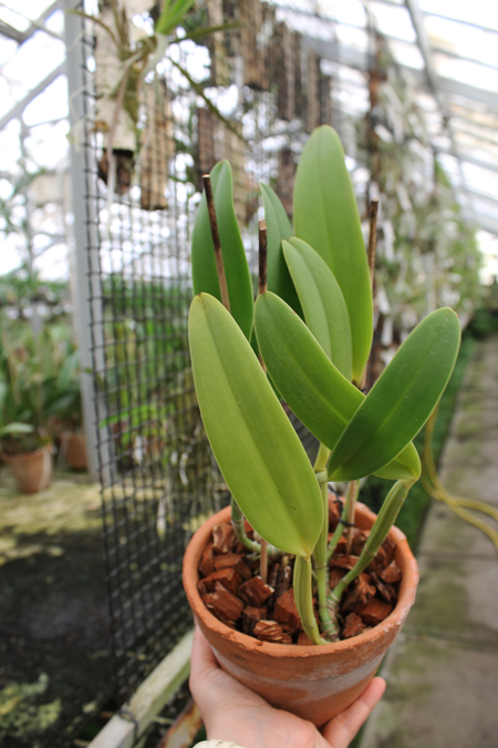 Cattleya lueddemanniana tipo 'Royal Flash' x Cattleya lueddemanniana tipo 'Drago'.jpg
