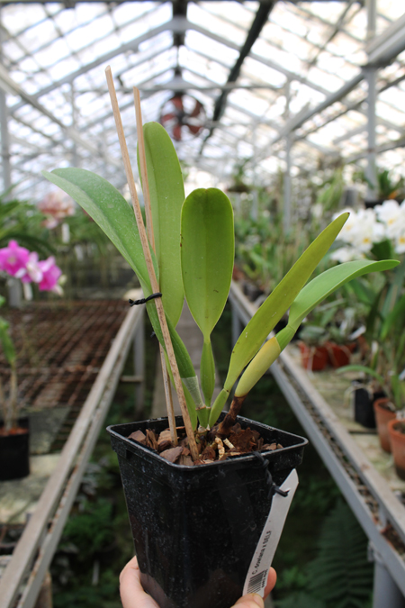 Cattleya dowiana x SELF.jpg