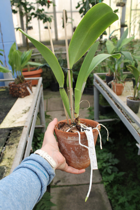 Brassolaeliocattleya Williette Wong 'The Best'.jpg