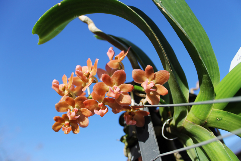 Rhynchostylis gigantea Orange.jpg