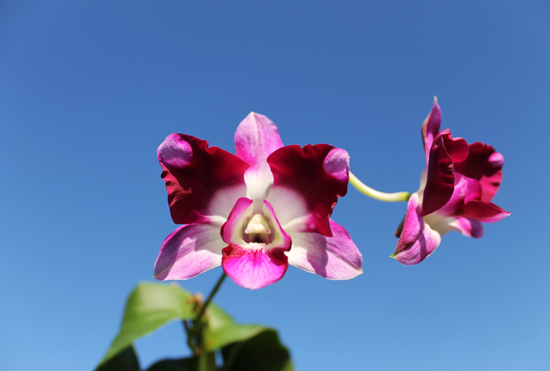 Dendrobium Star Fantasy.jpg