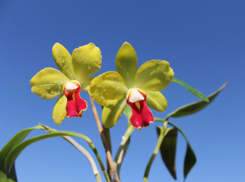 Sophrocattleya June Bug 'Venice Sunshine'.jpg