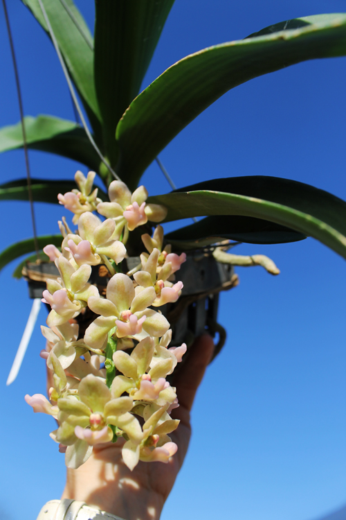 Rhynchostylis gigantea.jpg