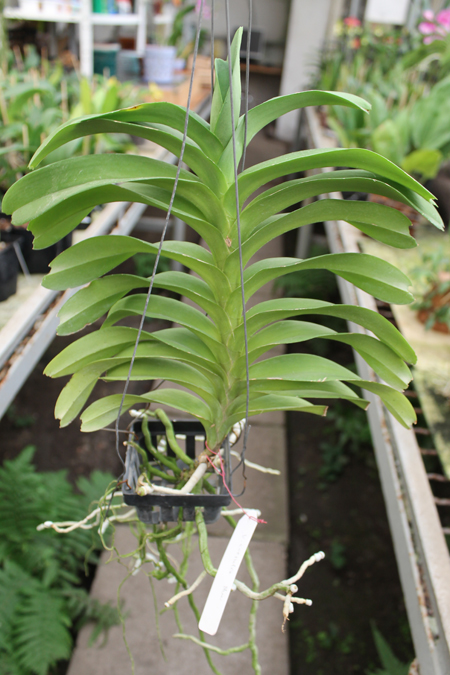 Vanda coerulea, blue.jpg