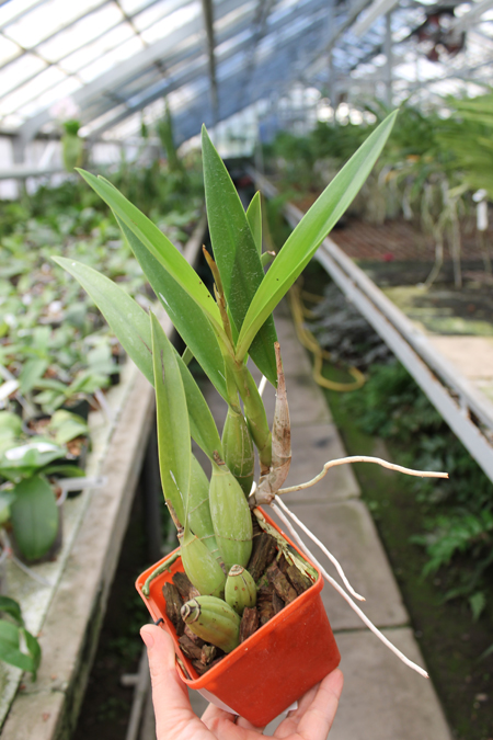 Laelia gouldiana.jpg