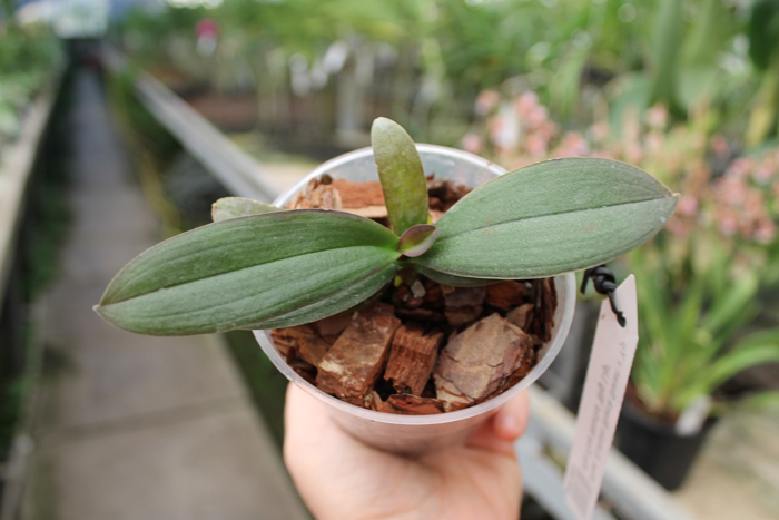 Phalaenopsis E-Hsin Black Swan x Yu Pin Fire Works 'Big Lip'.jpg