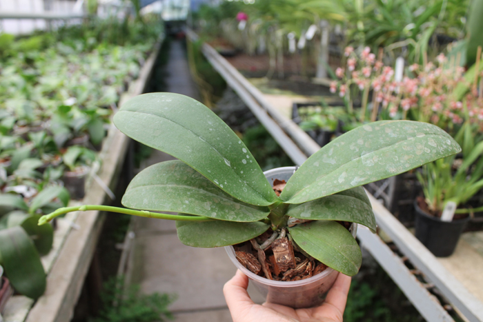 Phalaenopsis Cornustris x (Gelbliber x Princess Kaiulani) x Phalaenopsis Chiada Ziv.jpg