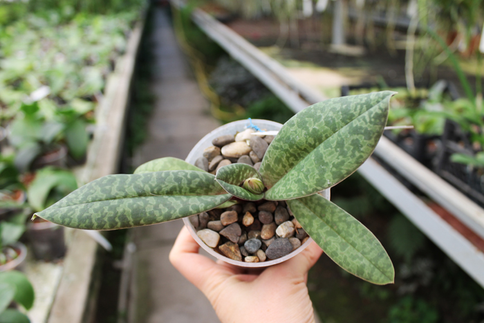 Paphiopedilum venustum.jpg