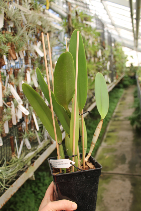 Cattleya lueddemanniana (coerulea 'Mariauxi' x tipo) x lueddemanniana coerulea 'Tania'.jpg