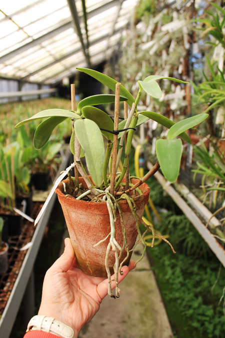 Cattleya intermedia orlatao 'Pedra Azul' x Cattleya intermedia flamea.jpg