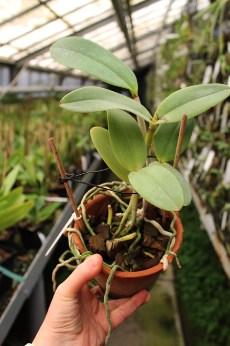Cattleya amethystoglossa creme pintada 'Gaturama' x Cattleya amethystoglossa palha 'Gloriosa'.jpg