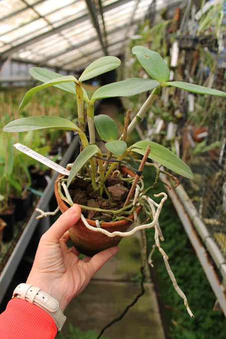 Cattleya leopoldii escura 'Brilhosa' x Cattleya leopoldii vinho 'Fininha'.jpg
