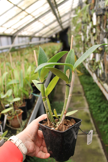 Cattleya intermedia sanguinea 'do Padre Vitus' x Cattleya intermedia flamea 'BF-96'.jpg