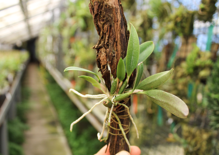 Sophronitis brevipedunculata.jpg