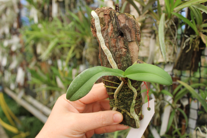 Amesiella monticola.jpg