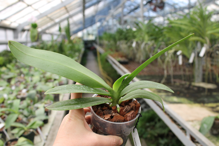 Doritaenopsis Tzu Chiang Sapphire.jpg