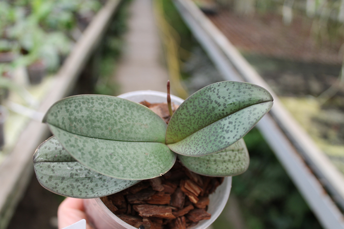 Phalaenopsis schilleriana x Phalaenopsis Cassandra.jpg