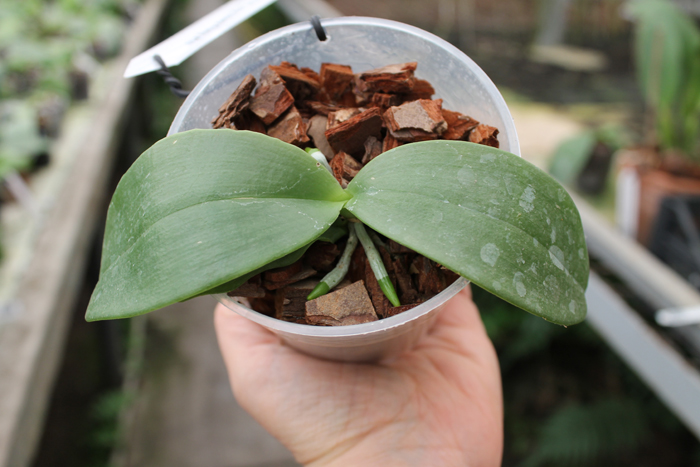 Phalaenopsis Joy 'Huey Fong #10'.jpg