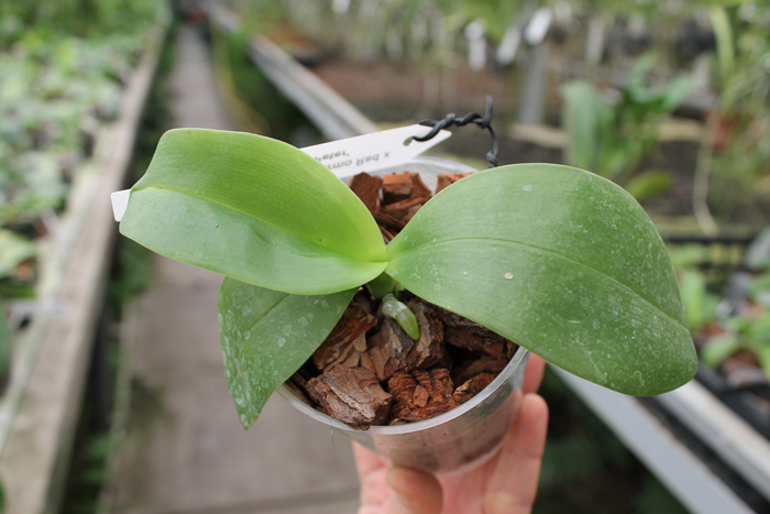 Phalaenopsis Jennifer Palermo Red x LD's Bear King 'Peter'.jpg