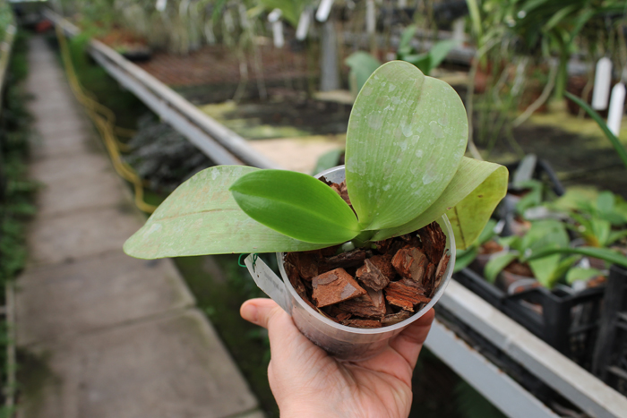 Phalaenopsis George Vasquez.jpg