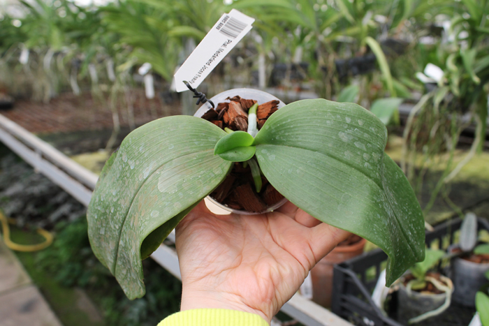 Phalaenopsis Meidarland Jocea Beauty.jpg