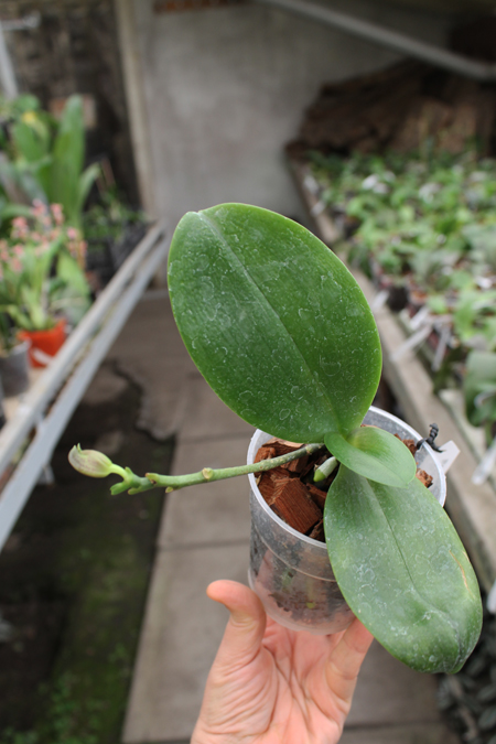 Phalaenopsis Fusheng's World 'FS'.jpg