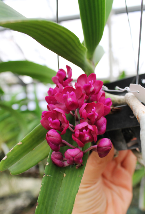 Rhynchostylis gigantea red.jpg