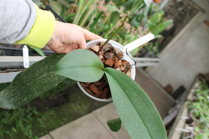 Phalaenopsis philippinensis x stuartiana var yellow.jpg