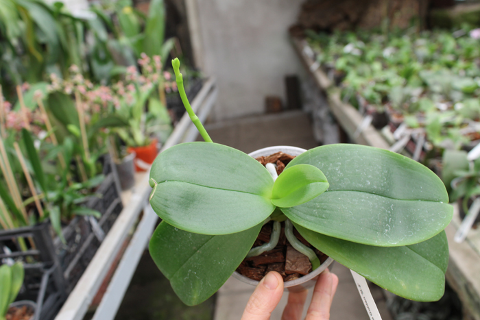 Phalaenopsis Mituo Golden 'M-2'.jpg