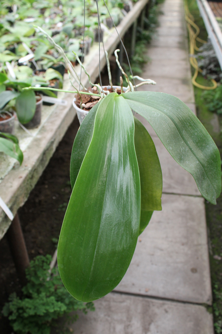Phalaenopsis Joey (gigantea x lueddemanniana).jpg