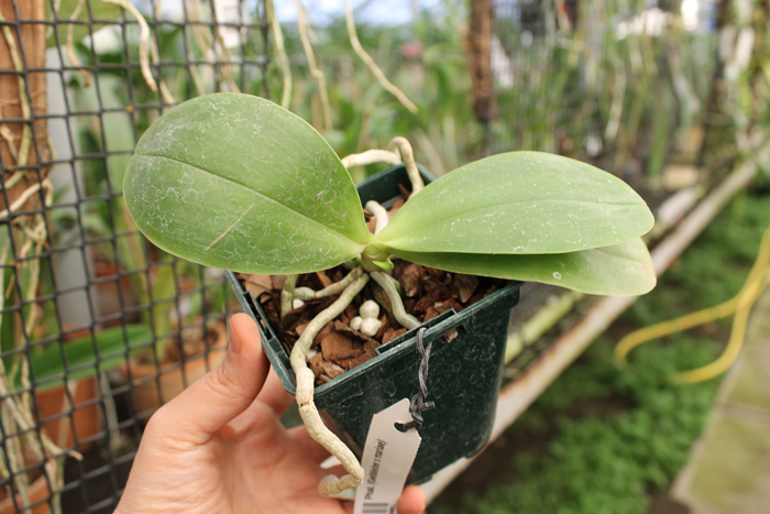 Phalaenopsis (Gelblieber x mariae).jpg