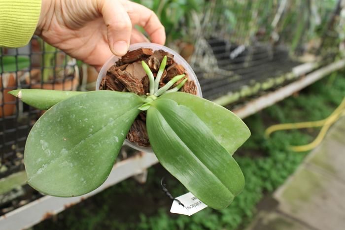 Phalaenopsis (speciosa 'c-1' x violacea) x Phalaenopsis LD's Bear Queen.jpg