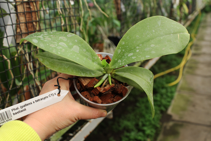 Phalaenopsis (pallens x tetraspis C1) x bastianii.JPG