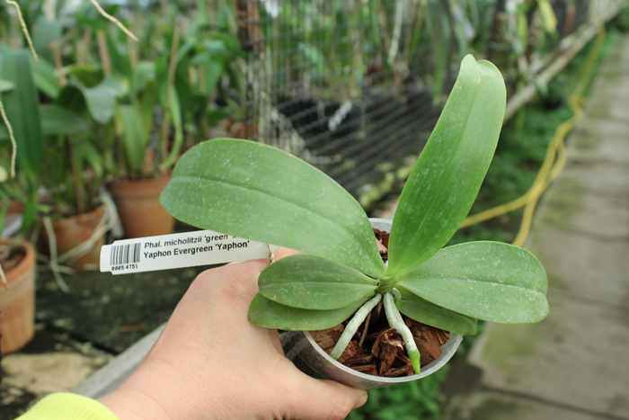 Phalaenopsis micholitzii 'green' x Yaphon Evergreen 'Yaphon'.jpg
