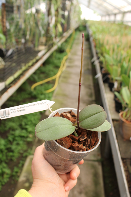 Phalaenopsis Yu Pin Fire Works 'Big Lip' x OX Firebird.jpg