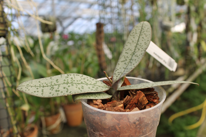 Phalaenopsis schilleriana.jpg