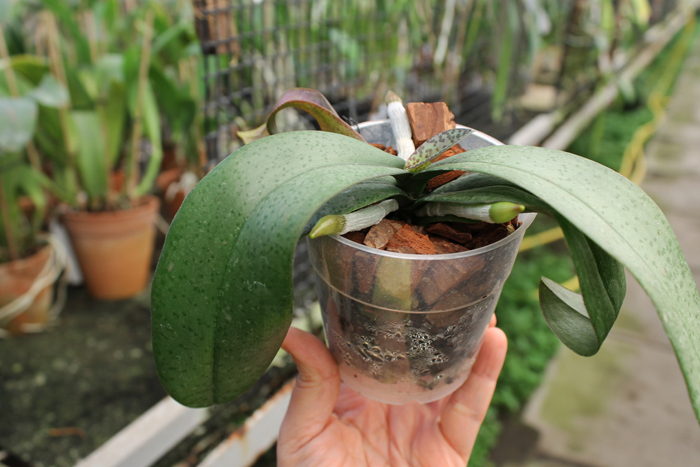 Phalaenopsis celebensis x Phalaenopsis Venus.jpg