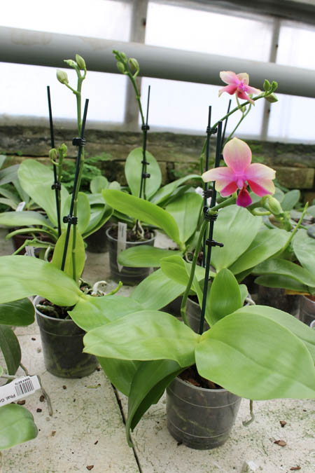 Phalaenopsis Liodoro.jpg