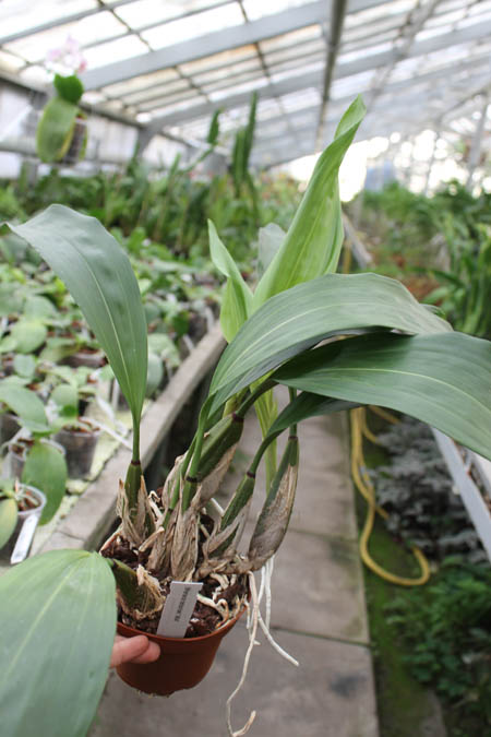 Bifrenaria harrisoniae alba.jpg