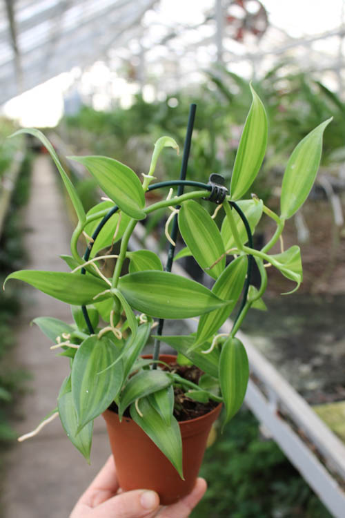 Vanilla planifolia variegata.jpg