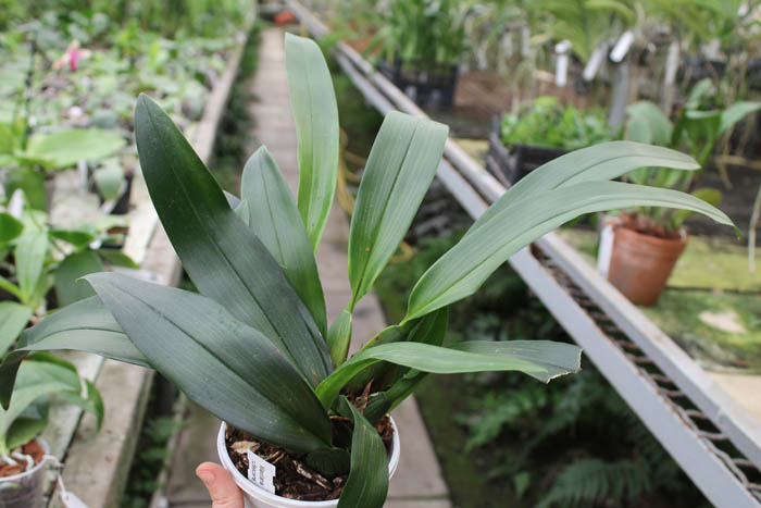 Maxillaria rufescens.JPG