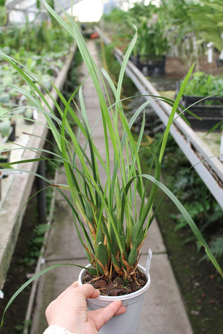 Maxillaria tenuifolia.jpg