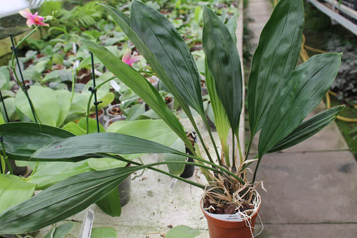 Stanhopea connata.jpg