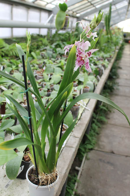 Beallara Peggy Ruth Carpenter 'Morning Joy'.jpg