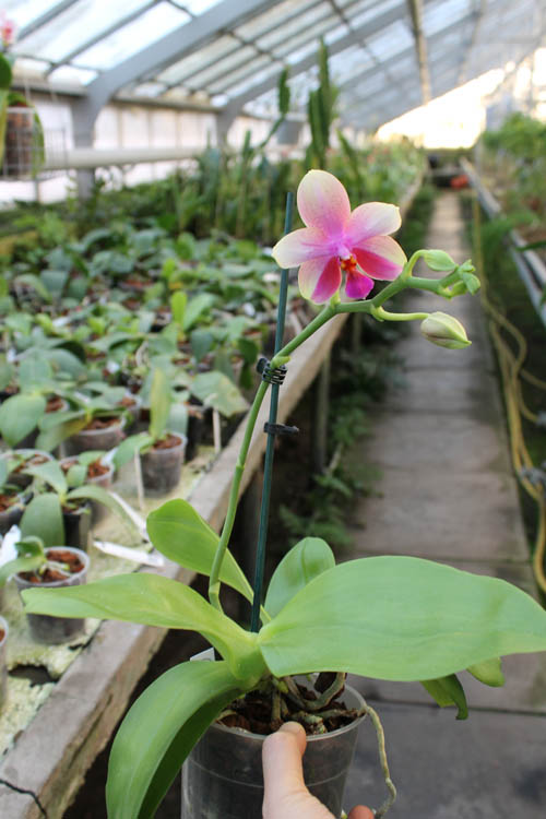 Phalaenopsis Liodoro (Phalaenopsis Deventeriana x Phalaenopsis violacea).jpg