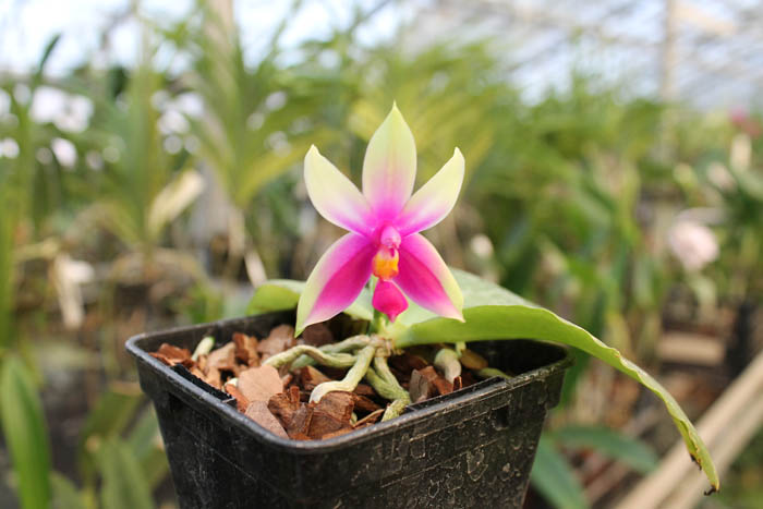 Phalaenopsis bellina 'Mountain type'.jpg