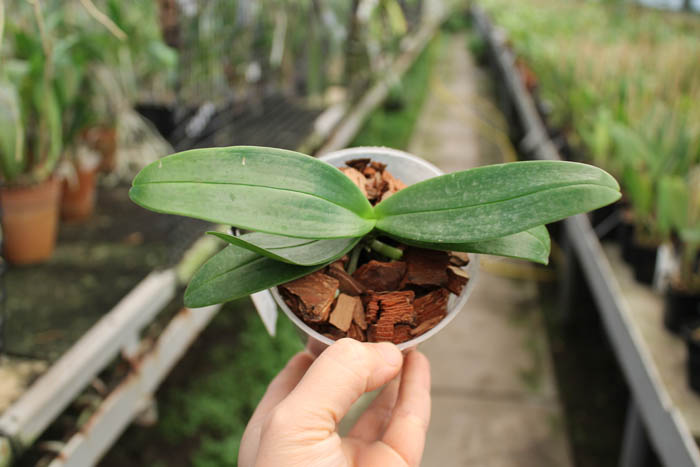 Phalaenopsis equestris 'peloric'.jpg