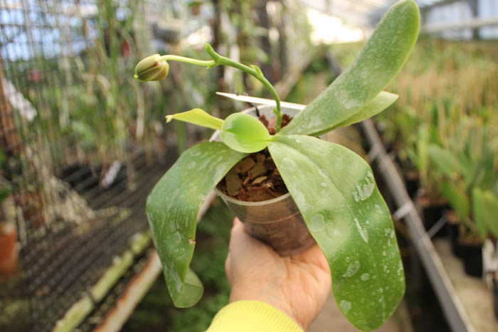 Phalaenopsis amboinensis yellow x violacea indigo.jpg